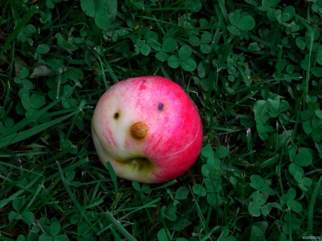 Сколько G этот Apple?