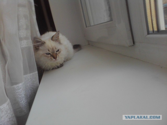 Котовторник 8.10.2013