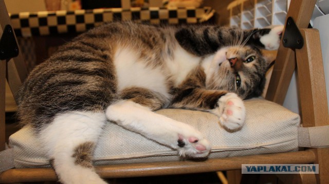 Котовторник  28.01.14