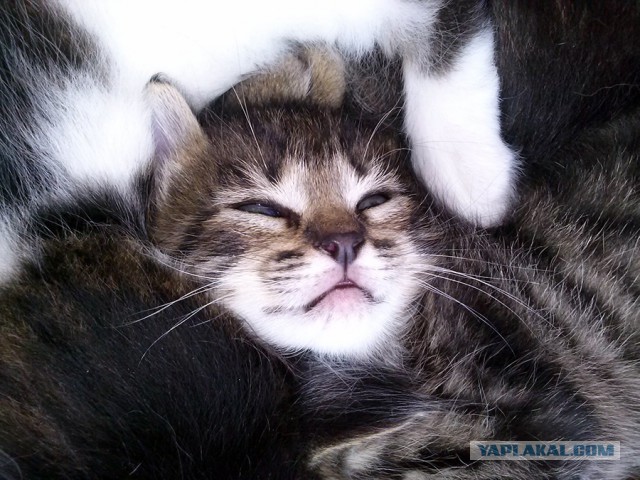 Котовторник 22.04.2014