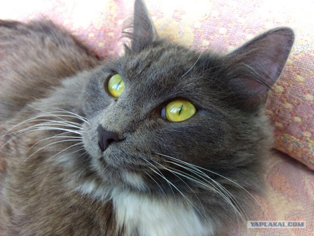 Котовторник 20.05.2014