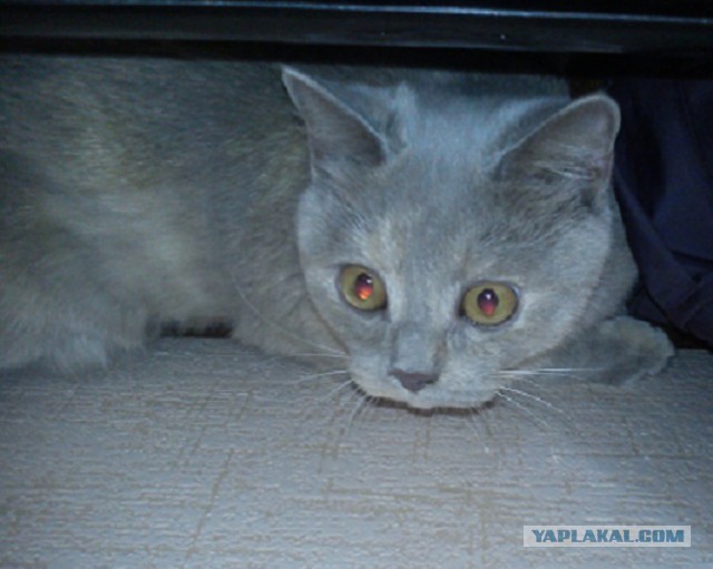 Котовторник 15.07.2014.