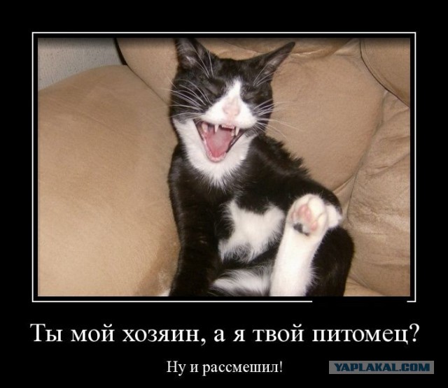 Популярные мемы на ЯПе