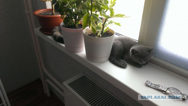 Котовторник 16.09.14