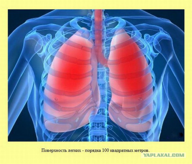 20 фактов обо всем
