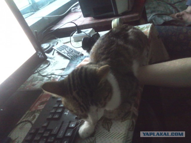 Котовторник 28.07.2015