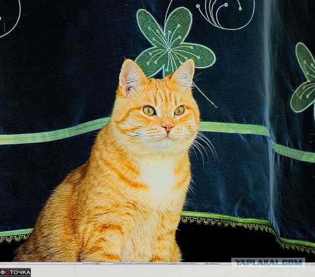 Котовторник 18.08.2015