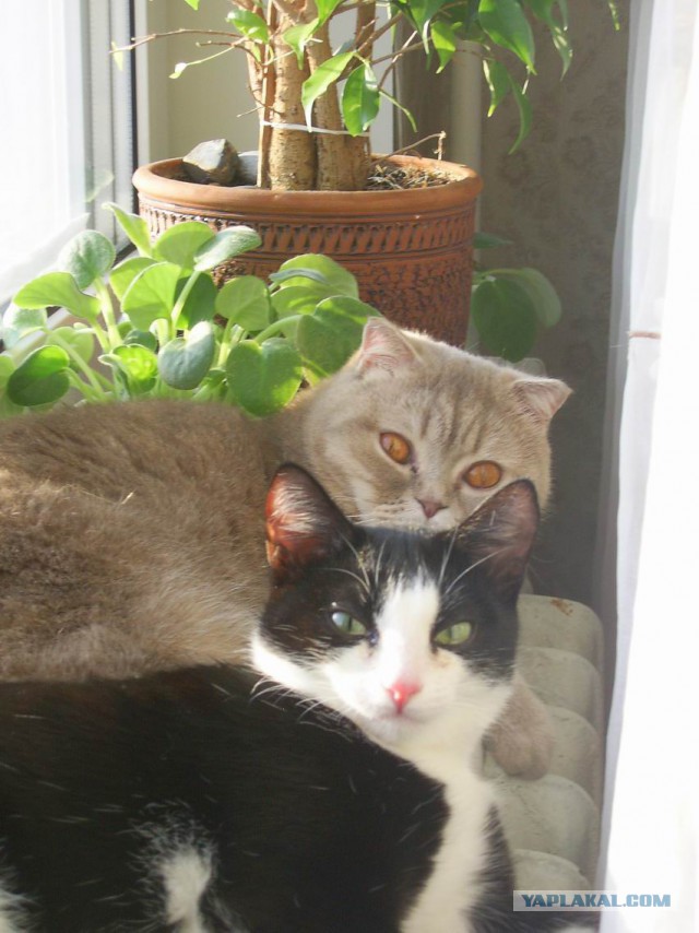 Котовторник 25.08.2015