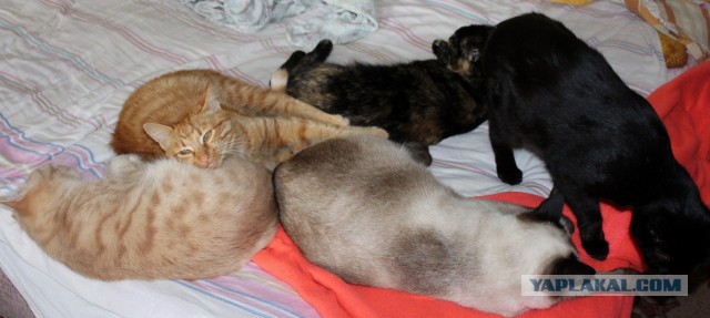 Котовторник