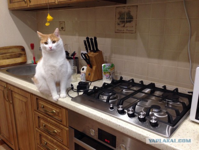Котовторник 03.11.2015
