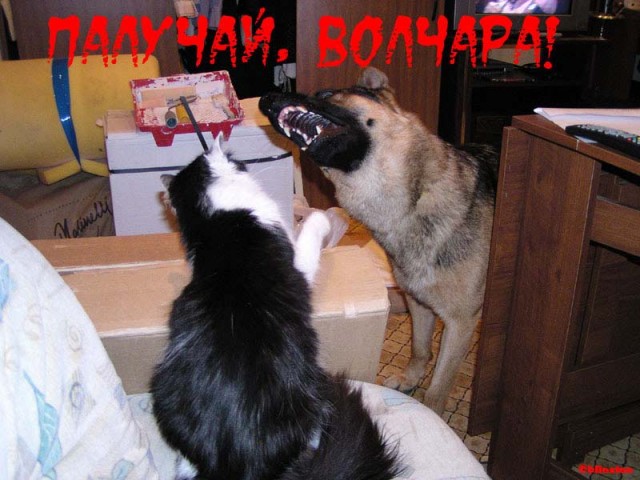 Коты, кошки, котята