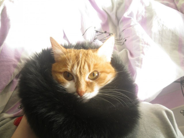 Котооо-о-о-вторник