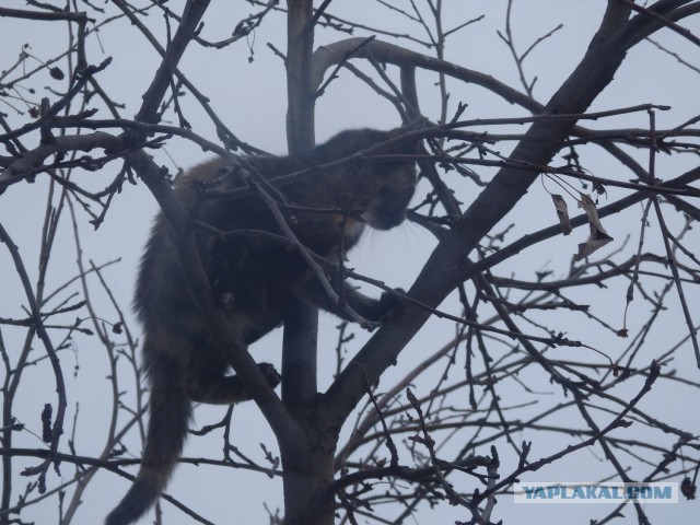 Весна пришла — коты прилетели!