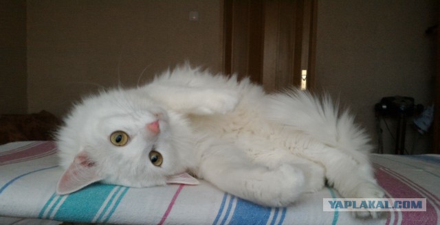 15 котов, мимике которых можно только позавидовать