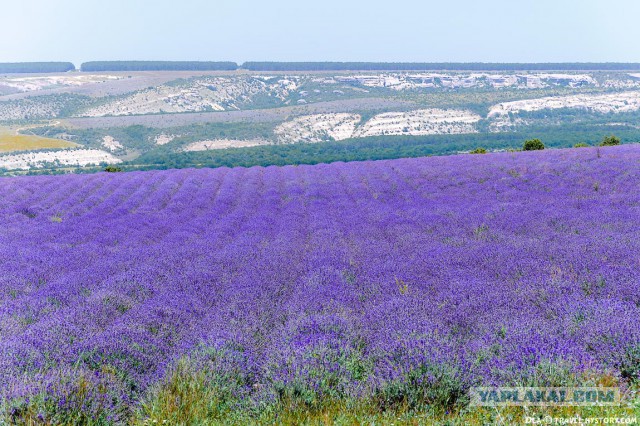 Самые красивые цветы эфирных растений