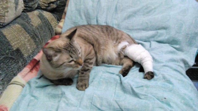 Котовторник 09.08.2016
