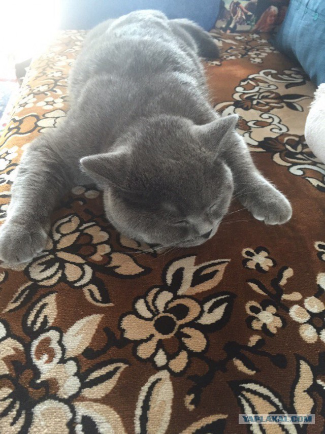 Котовторник 13.09.2016