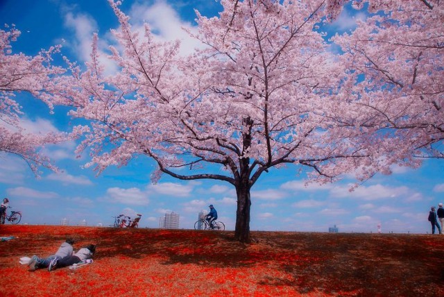25 кадров уличной фотографии, которые открывают неизвестную сторону Японии