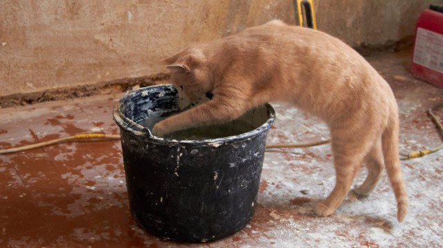 Коты из сети