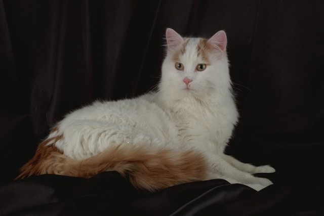 Коты из сети