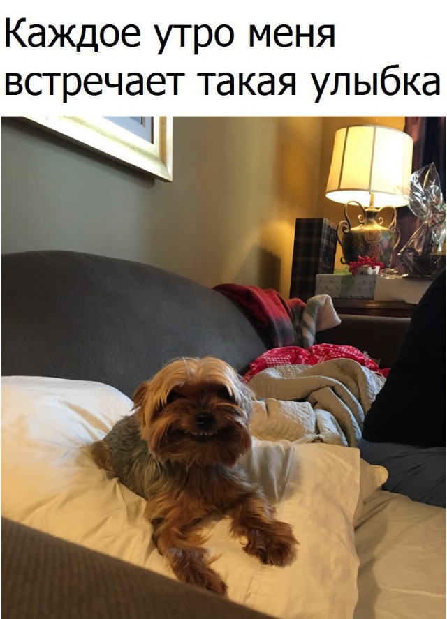 Самые смешные животные