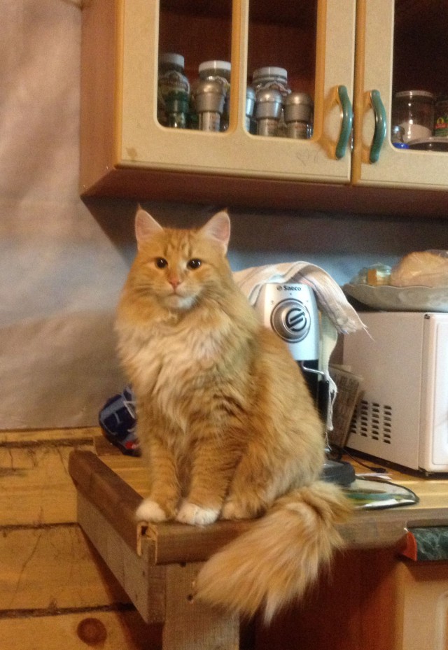 Котовторник 10.01.2017