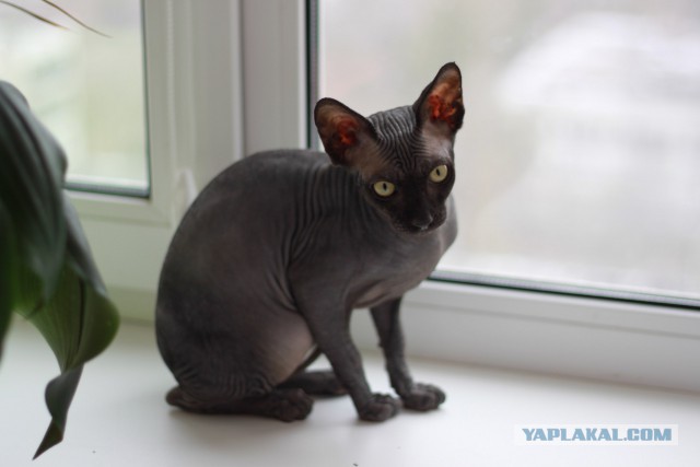 Некоторые занимательные факты о кошках сфинксах
