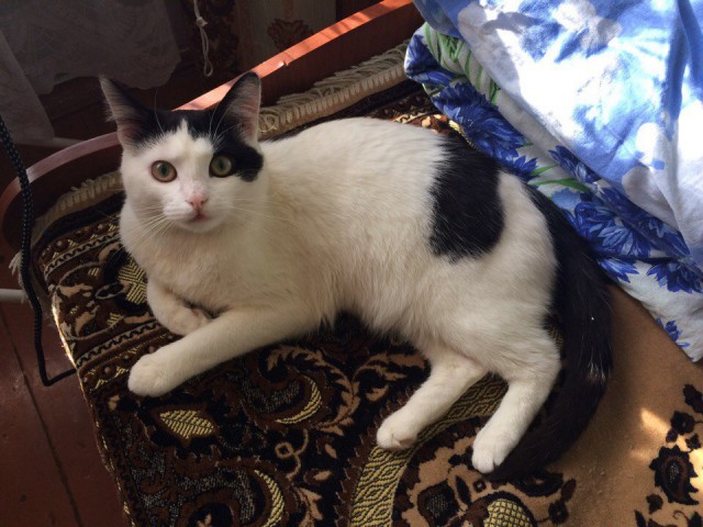 Коты и Кошки