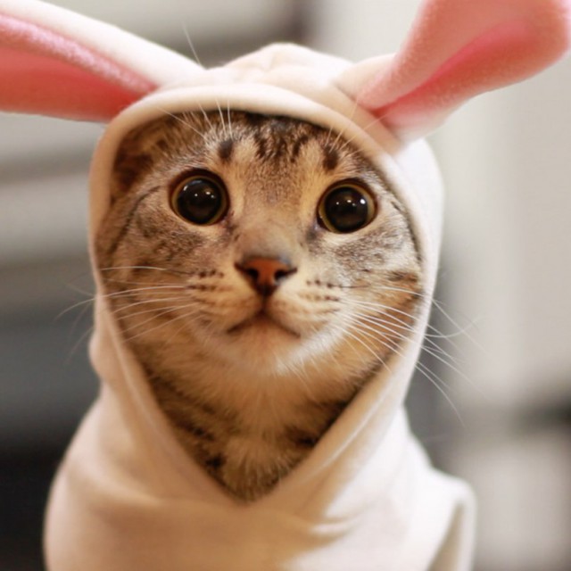 Коты и Кошки