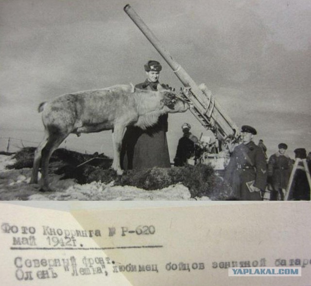 Оборона Заполярья
