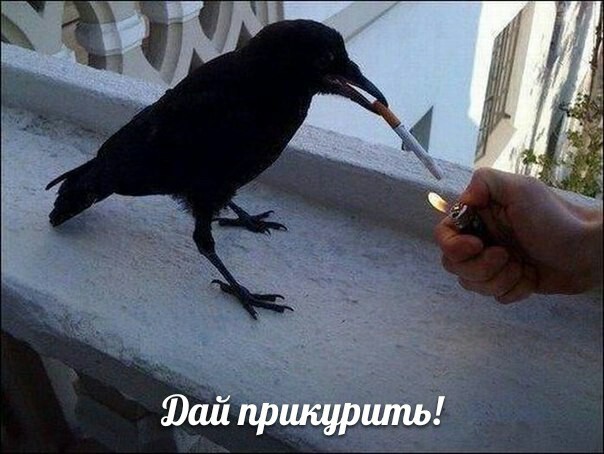 100 картинок для поднятия настроения!