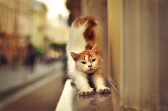 Коты и Кошки