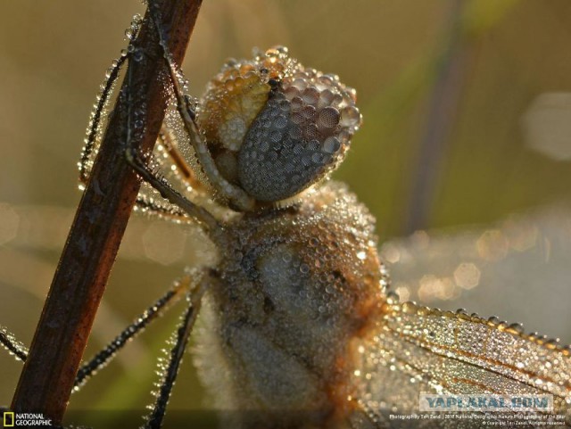 Финалисты конкурса фотографий National Geographic