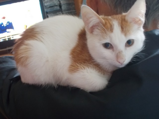 “Не бойся, я всё знаю!” Приютский кот принял бездомного котенка, как родного