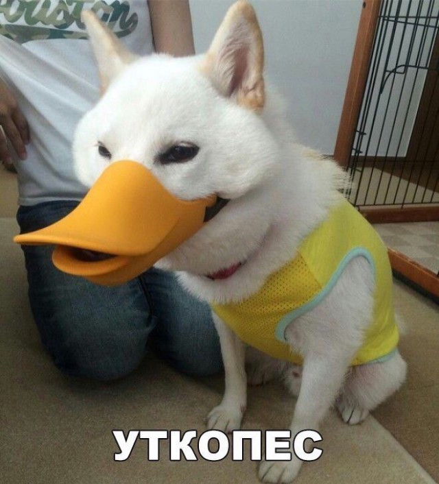 Картинки для тех, кто пахал и устал