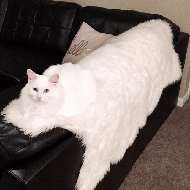 Фотобомбы котов