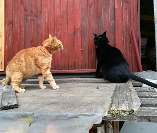 Котовторник 19.06.2018