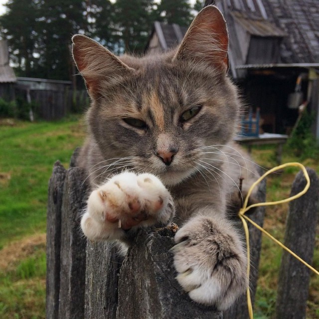 Немного милоты