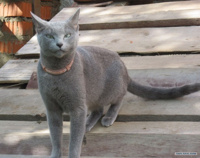 Котовторник, для любителей кошек