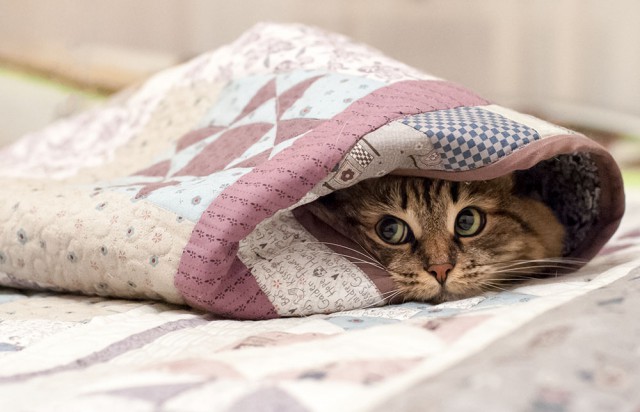 Прикольных котов пост