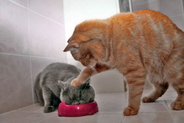 Котовторник: Кошки и ягнёнок