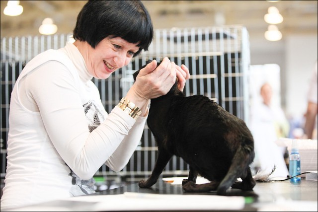 Котовторник! 08.11.11