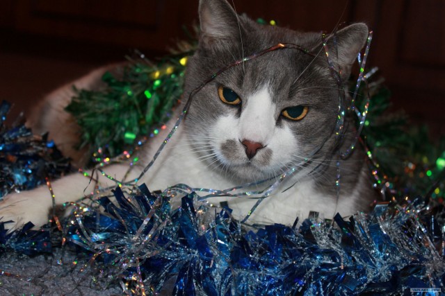 Котовторник 27.12.11