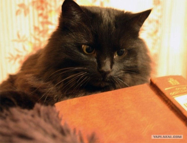 Котовторник! 13.03.2012