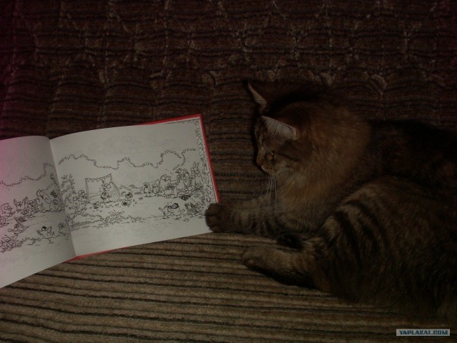 Котовторник 22.05.2012