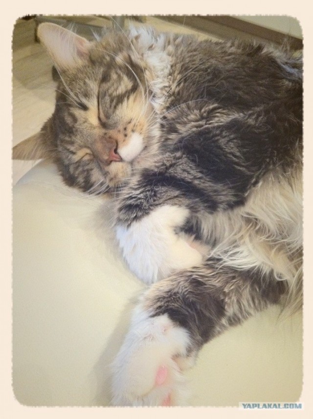 Котовторник 24.07.2012