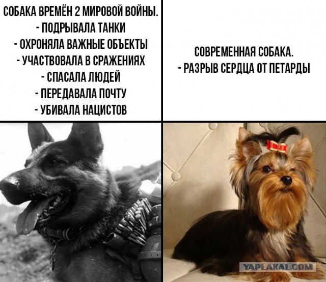 Анекдоты, соц-сети и картинки с надписями