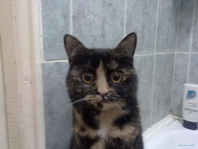 Котовторник 11.09.2012