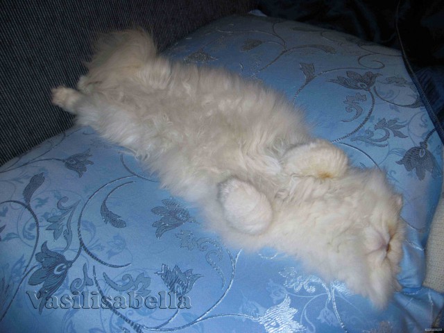 Котовторник  16.10.12