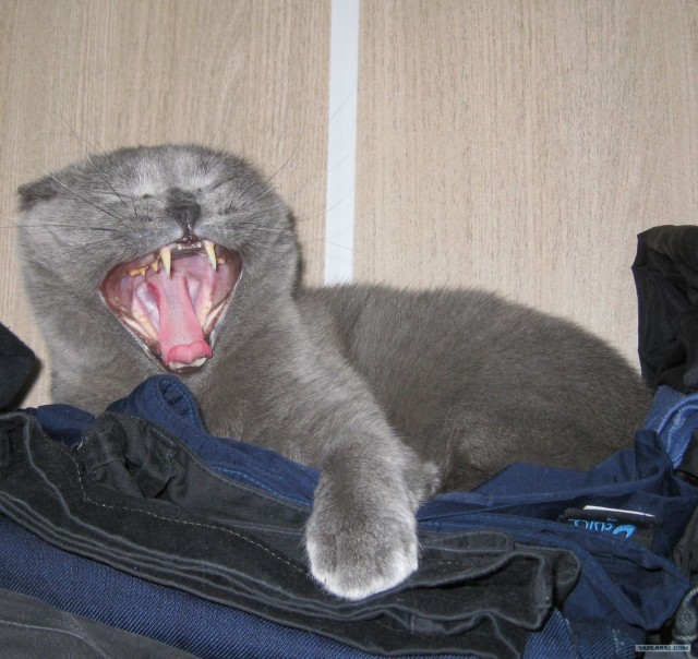 Котовторник 12.02.13